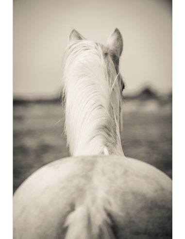 Patrice Gueritot - Photographe L'arlesienne 2024